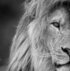 Ing. Olina Umlauf